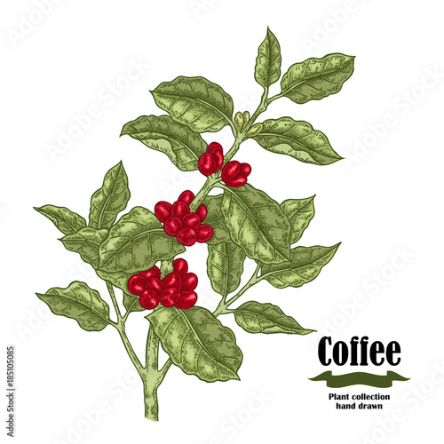 Hand drawn coffee plant with berries and leaves. Vector illustration in sketch sryle.