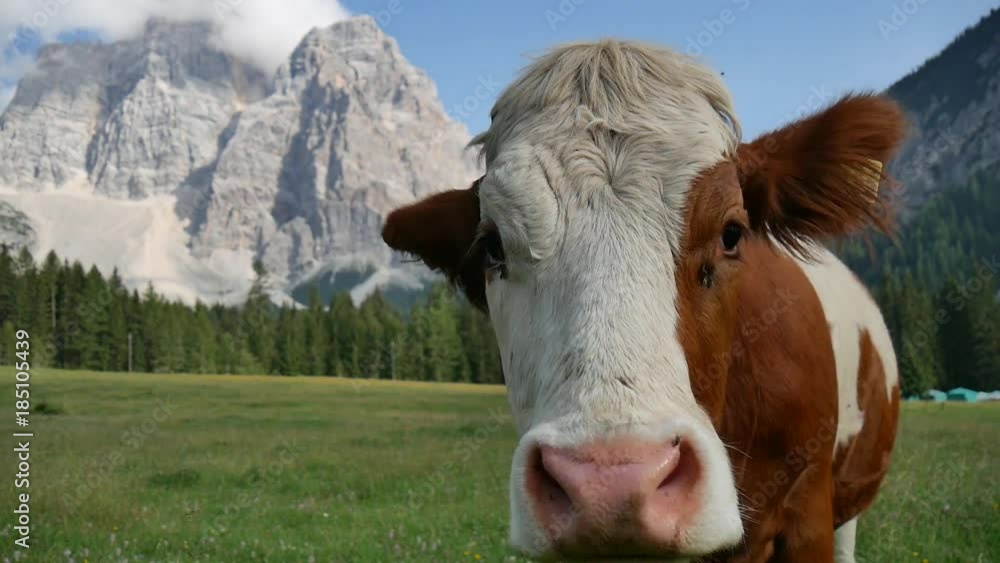 Mucca al pascolo con audio del campanaccio