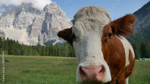 Mucca al pascolo con audio del campanaccio