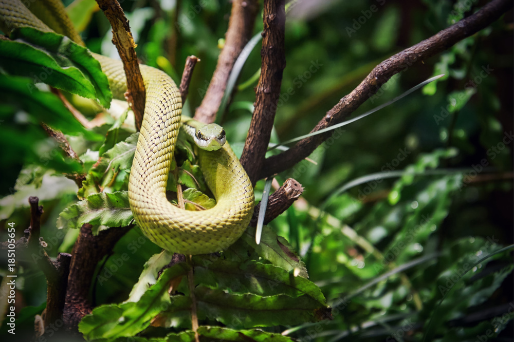 Fototapeta premium Baron's green racer (Philodryas baroni) on a tree