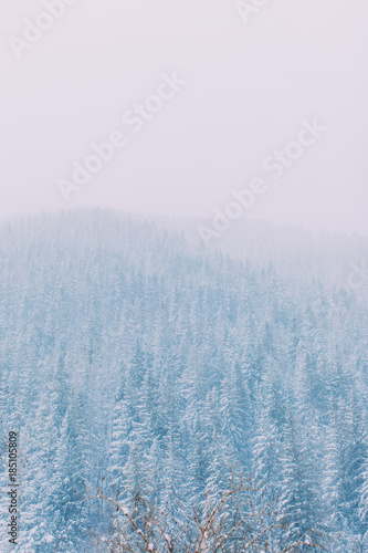Snow covered forest trees. Fir tree. Winter mountains