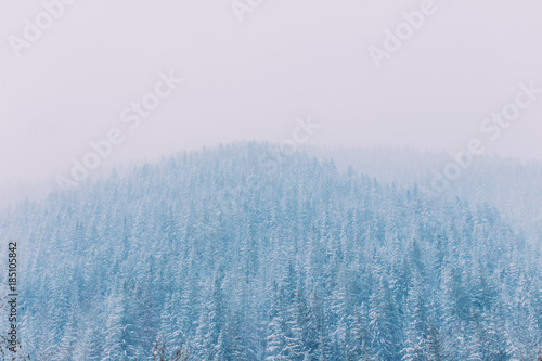 Snow covered forest trees. Fir tree. Winter mountains