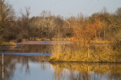 Golden grasses and still water in a winter landscape in the American South.