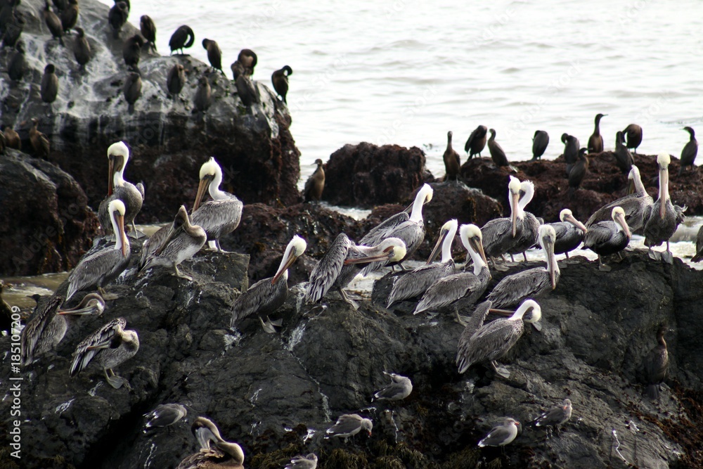 Fototapeta premium Pelican Colony at the Coast -- USA 
