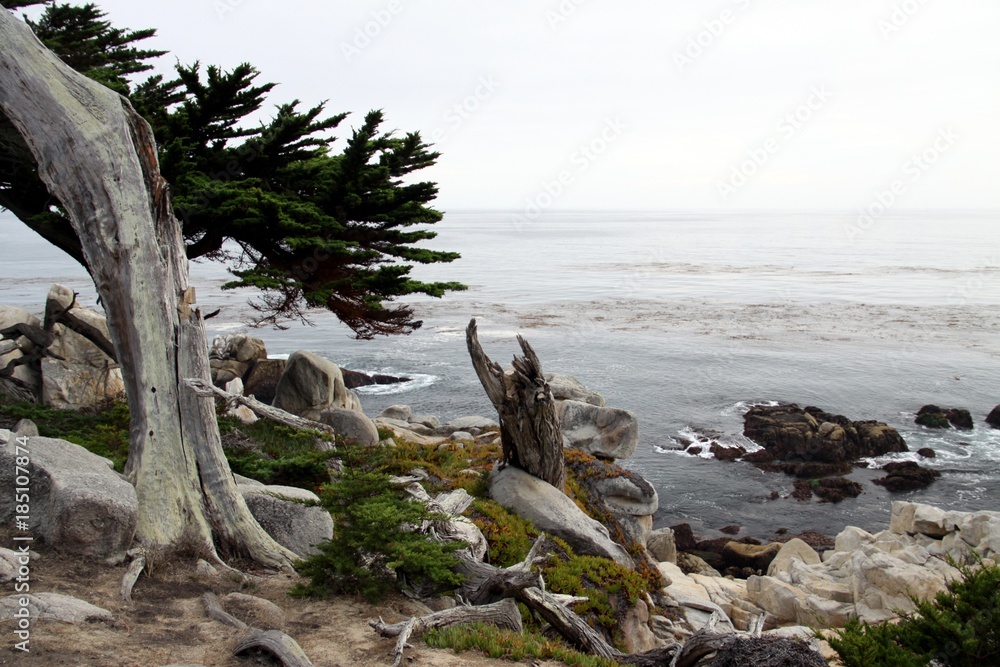 Beautiful old Trees along the Coast Line -- USA 