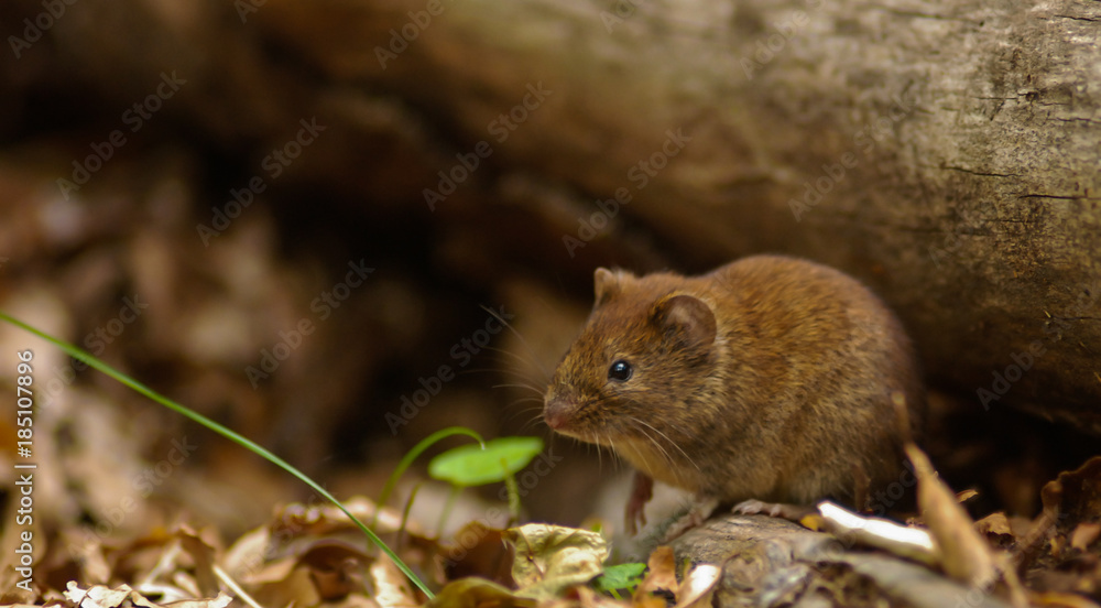 Arvicola rossastra,ritratto topo,bosco,Clethrionomys glareolus Arvicola rossastra,ritratto topo,bosco,Clethrionomys glareolus