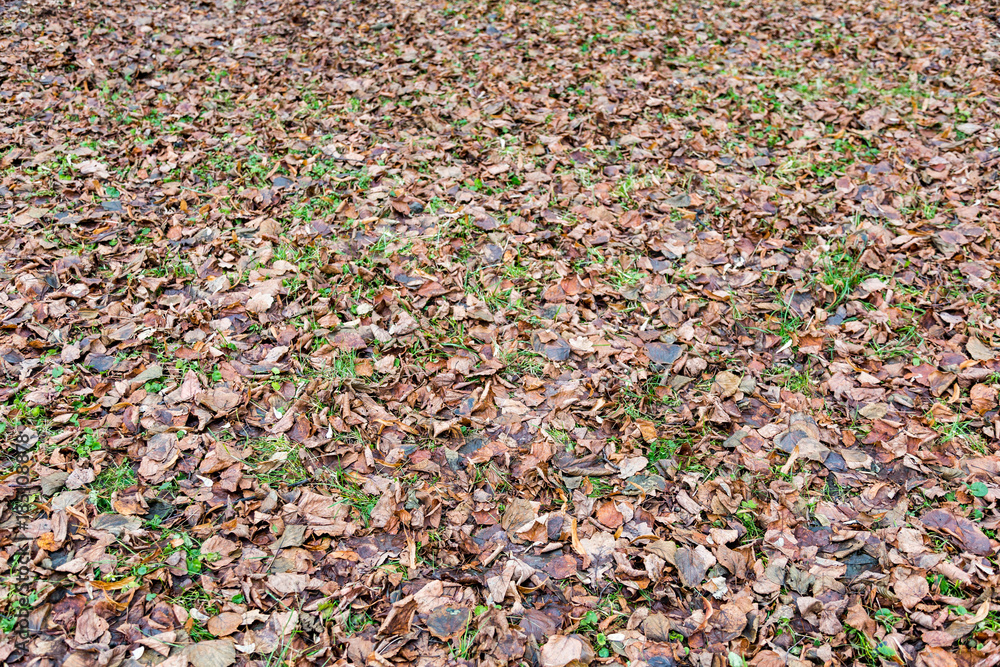 Brown fallen leaves lie on autumn ground
