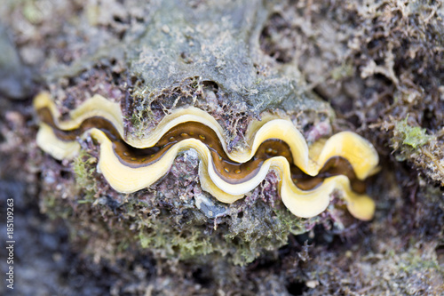  A live individual of Tridacna gigas in Nature.