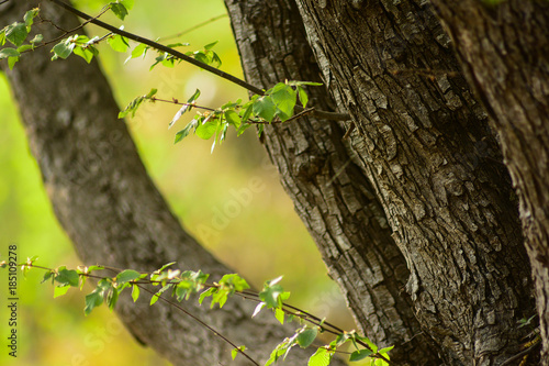 alberi di Carpino nero,primo piano, bosco,Ostrya carpinifolia © paolofusacchia