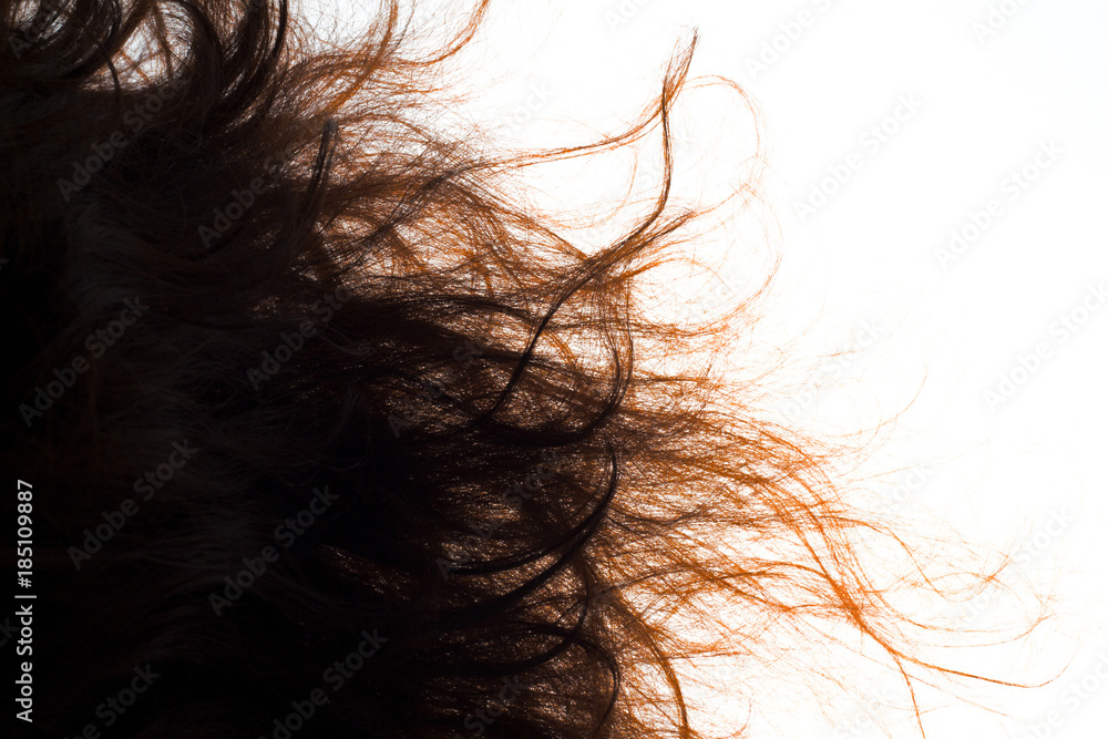 brown hair on white background