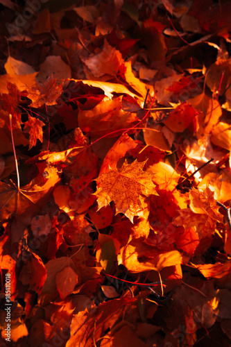 Autumn leaves close up on sun background