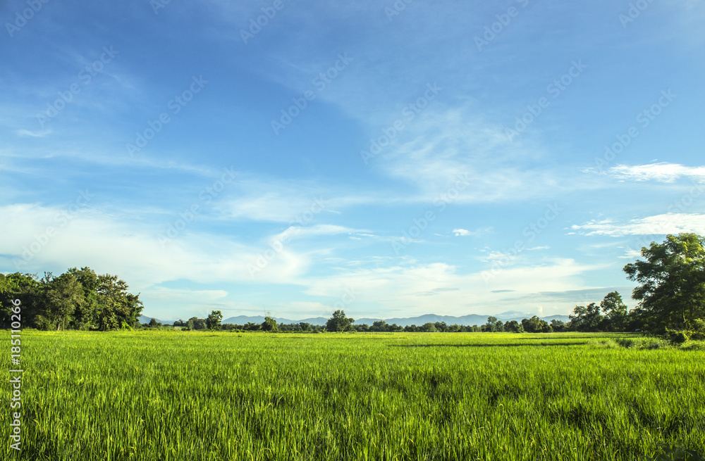 Obraz premium sky Green grass