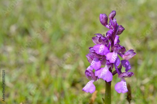 Wetland Purple Orchid  Anacamptis palustris  in Springtime