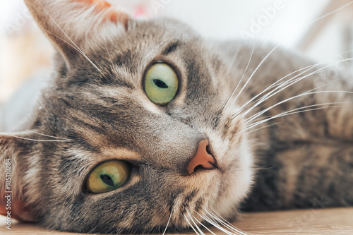 A relaxed lazy cat looks into the lens.
