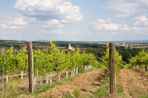 Vineyards near village  Hnanice, Southern Moravia, Czech republic