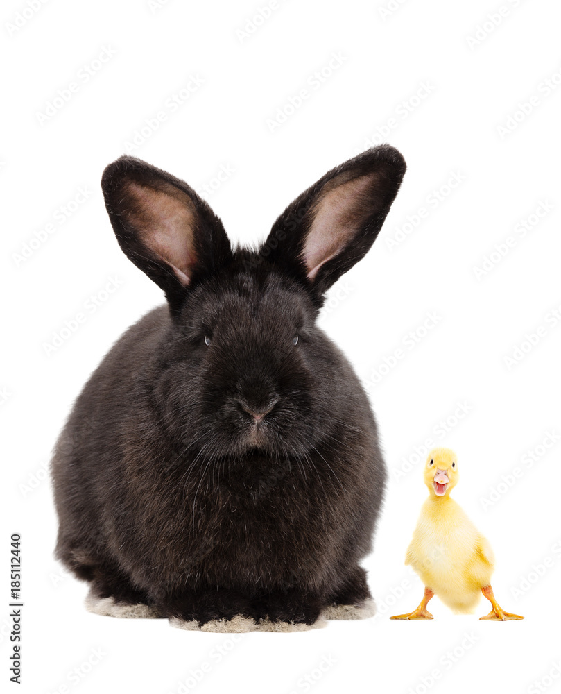 Obraz premium Black bunny and funny duckling, isolated on white background
