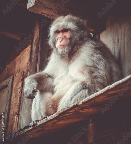 Japanese macaque on a rooftop, watayama monkey park, Kyoto, Japan