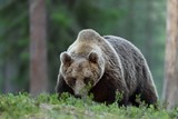 Big brown bear walking in forest