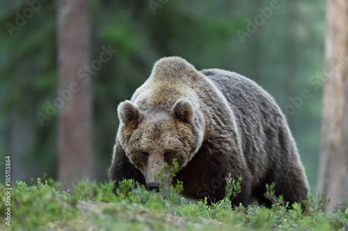 Big brown bear walking in forest