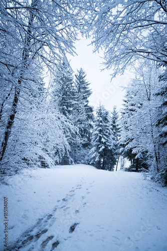 Spazierweg in verschneitem Wald, Winter