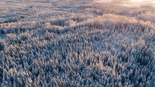 Aerial view of snowy boreal forest against sunset at winter in Kurjenrahka National Park, Finland