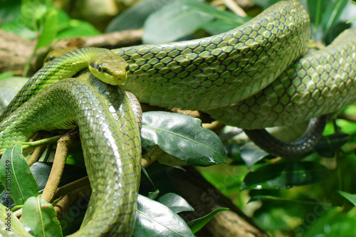 Green snake with green background. Red-tailed green ratsnake (Gonyosoma oxycephalum, also known as arboreal ratsnake and red-tailed racer)