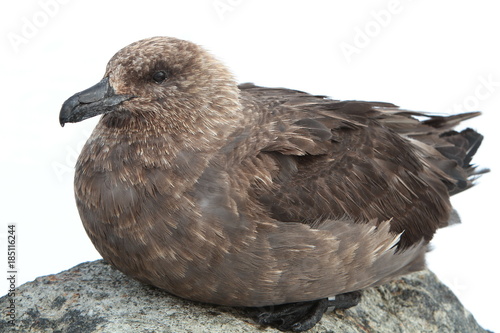 The lonnberg's Skua on the rocks of the island, Haswell,sea Davis photo