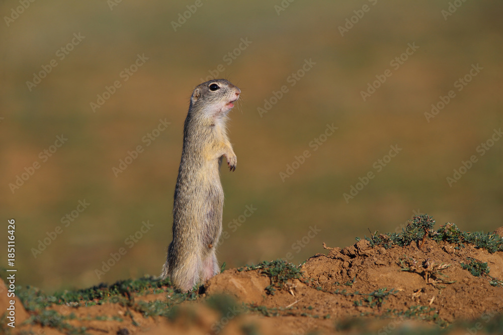 Fototapeta premium European ground squirrel (Spermophilus citellus)