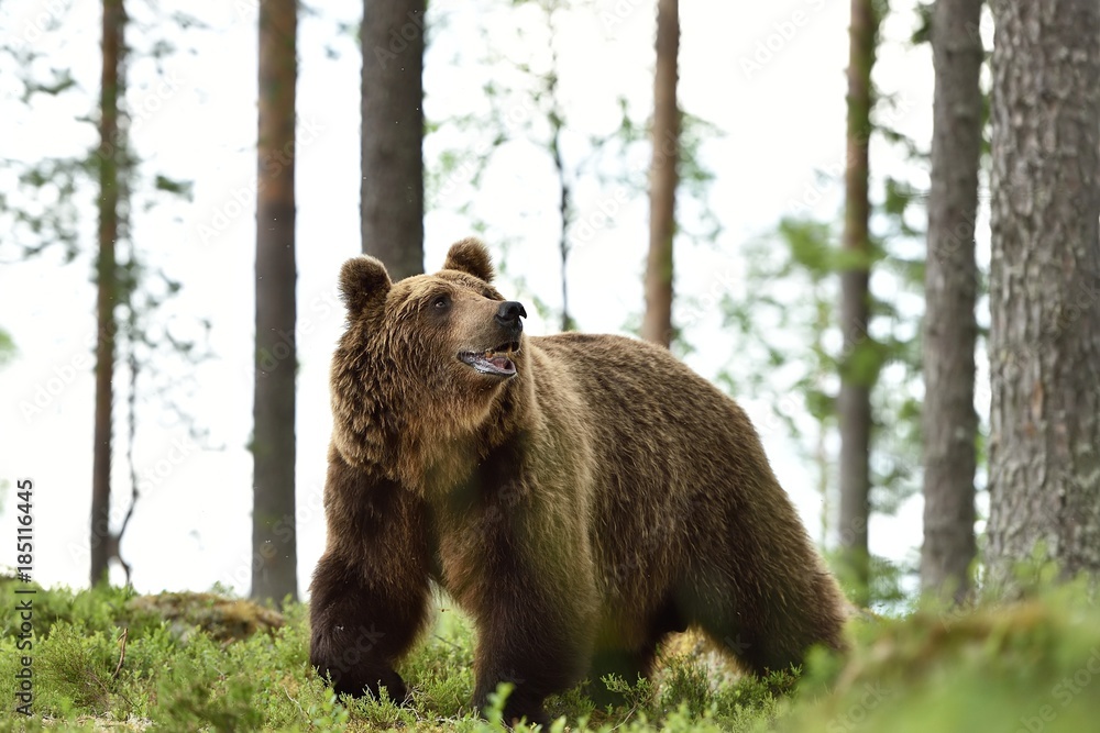 Obraz premium Big brown bear walking in forest