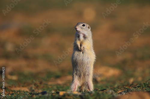  European ground squirrel  Spermophilus citellus 