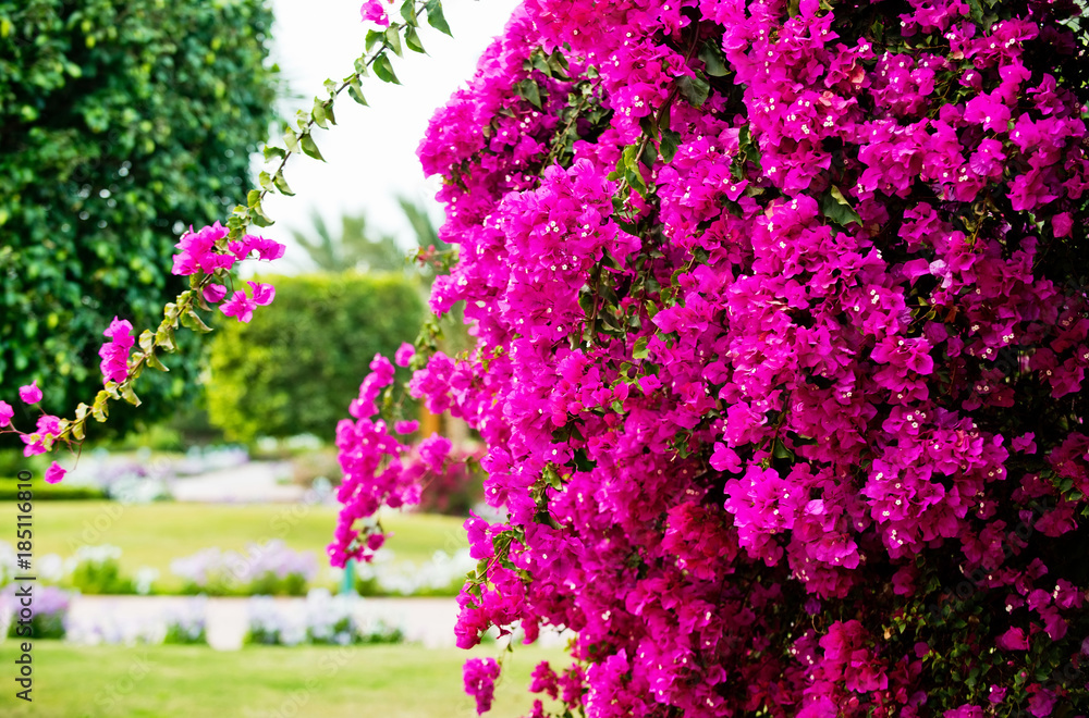 Obraz premium Flower or pink blossom on sunny day on natural background