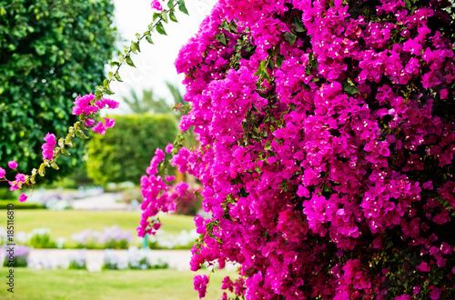 Flower or pink blossom on sunny day on natural background