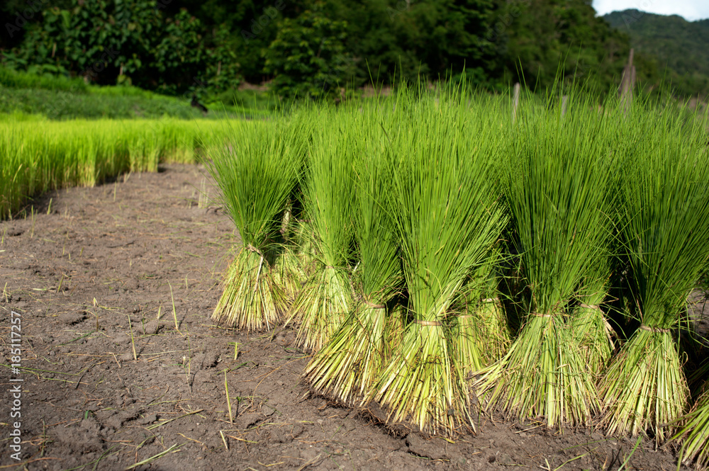 Rice Seedlings Rice Seedlings