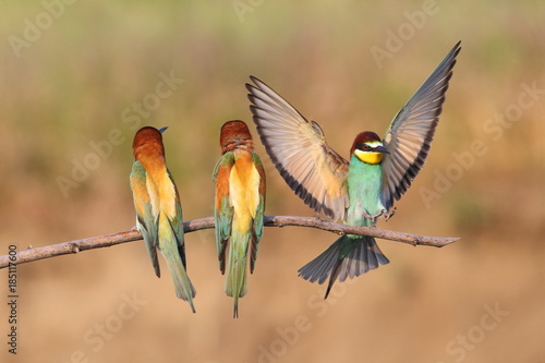 European bee-eater (Merops Apiaster) in natural habitat