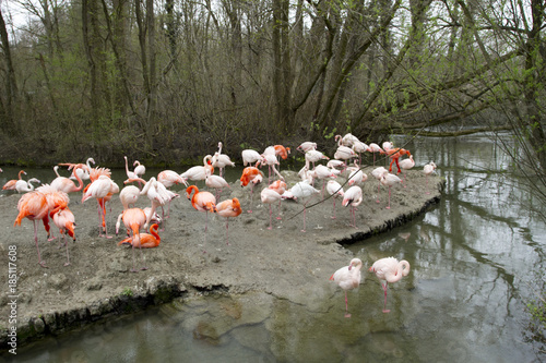 Flamingos stay near natural pond photo
