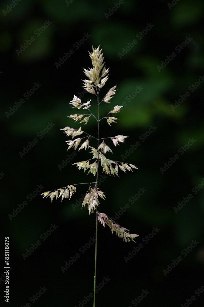 Holcus lanatus Holcus lanatus