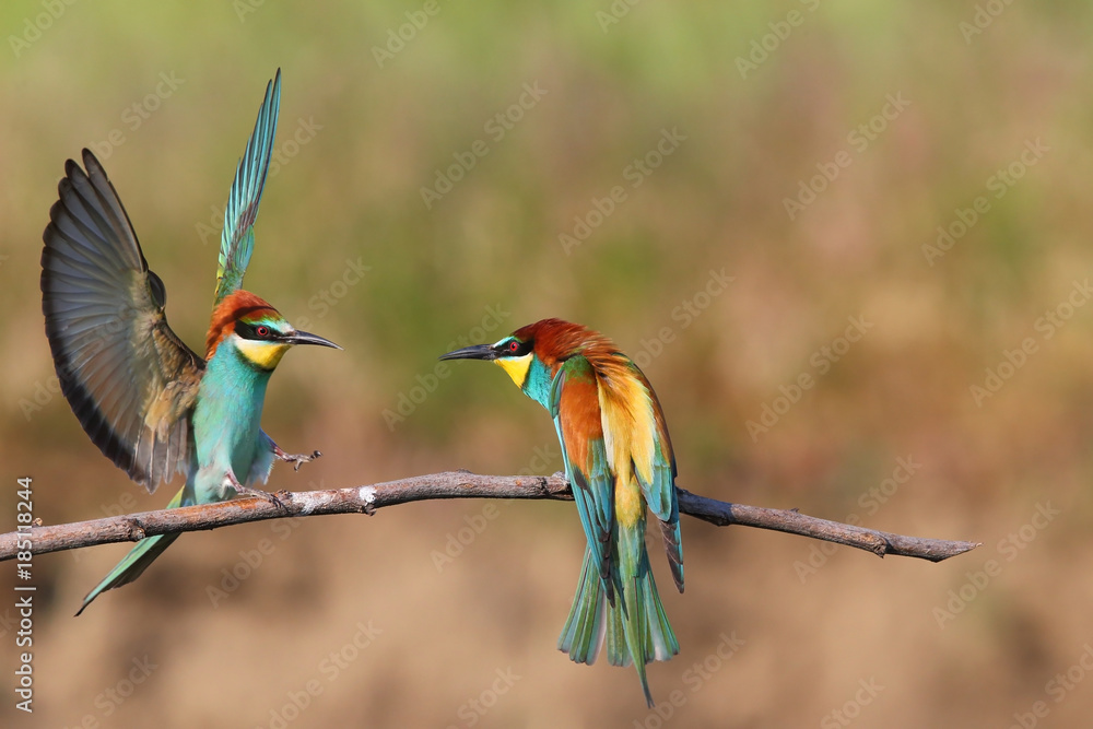 Obraz premium European bee-eater (Merops Apiaster) in natural habitat