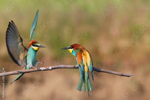 European bee-eater (Merops Apiaster) in natural habitat © Seneca