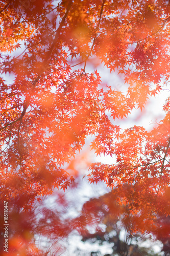 秋の紅葉 © reikaphoto