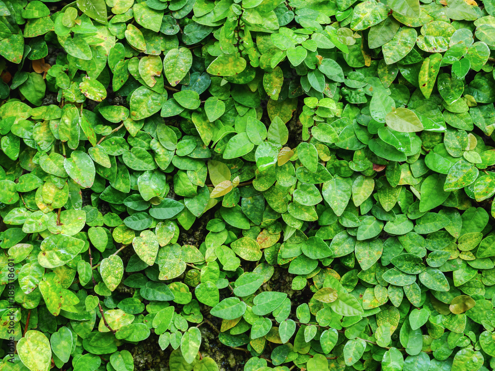 green leaves natural wall. green leaves natural wall.
