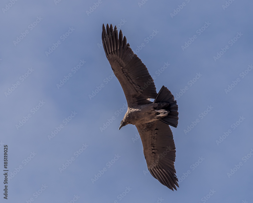 Obraz premium Condor des Andes