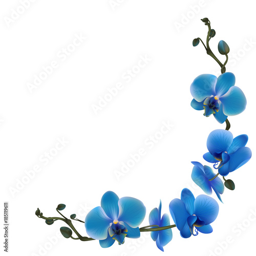 Orchid. Tropical flowers. Floral vector background. Blue. Frame. Wreath. Border.