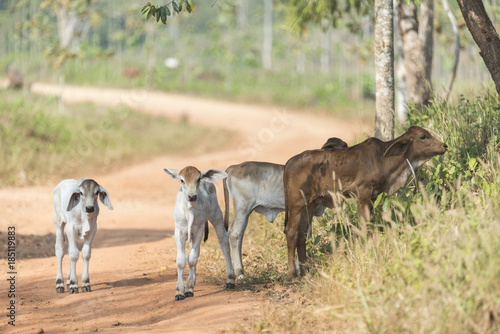 Fototapeta Naklejka Na Ścianę i Meble -  cattle in farm field, Thailand