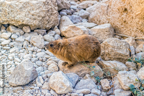 Rock hyrax (Procavia capensis) at Ein Gedi National Park, Israel. photo