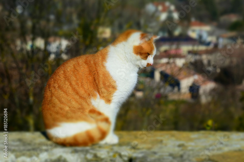 Tablou pe pânză Ginger cat sitting on the wall will the country town below.