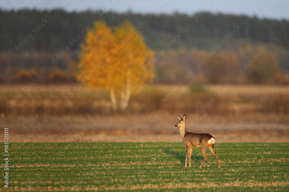 Fototapeta premium Roe deer (Capreolus capreolus) at sunset in autumn