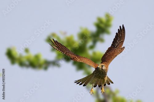 Common kestrel flying in the sky