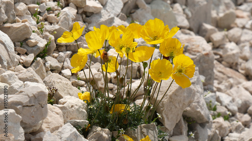 Fiori gialli tra le rocce in Dolomiti photo