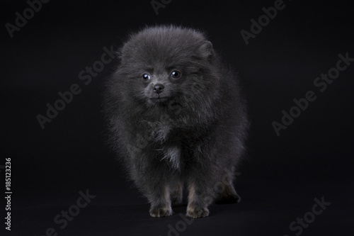 blue Pomeranian puppy on black background