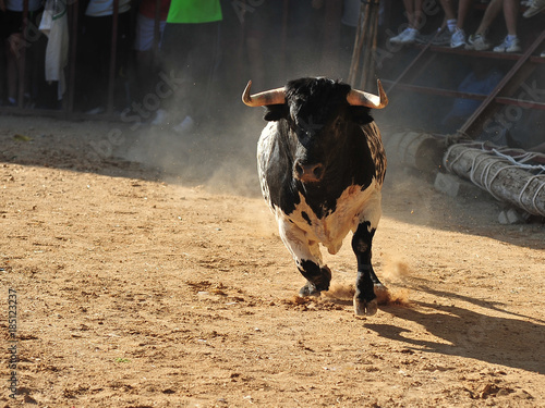 bull in spain